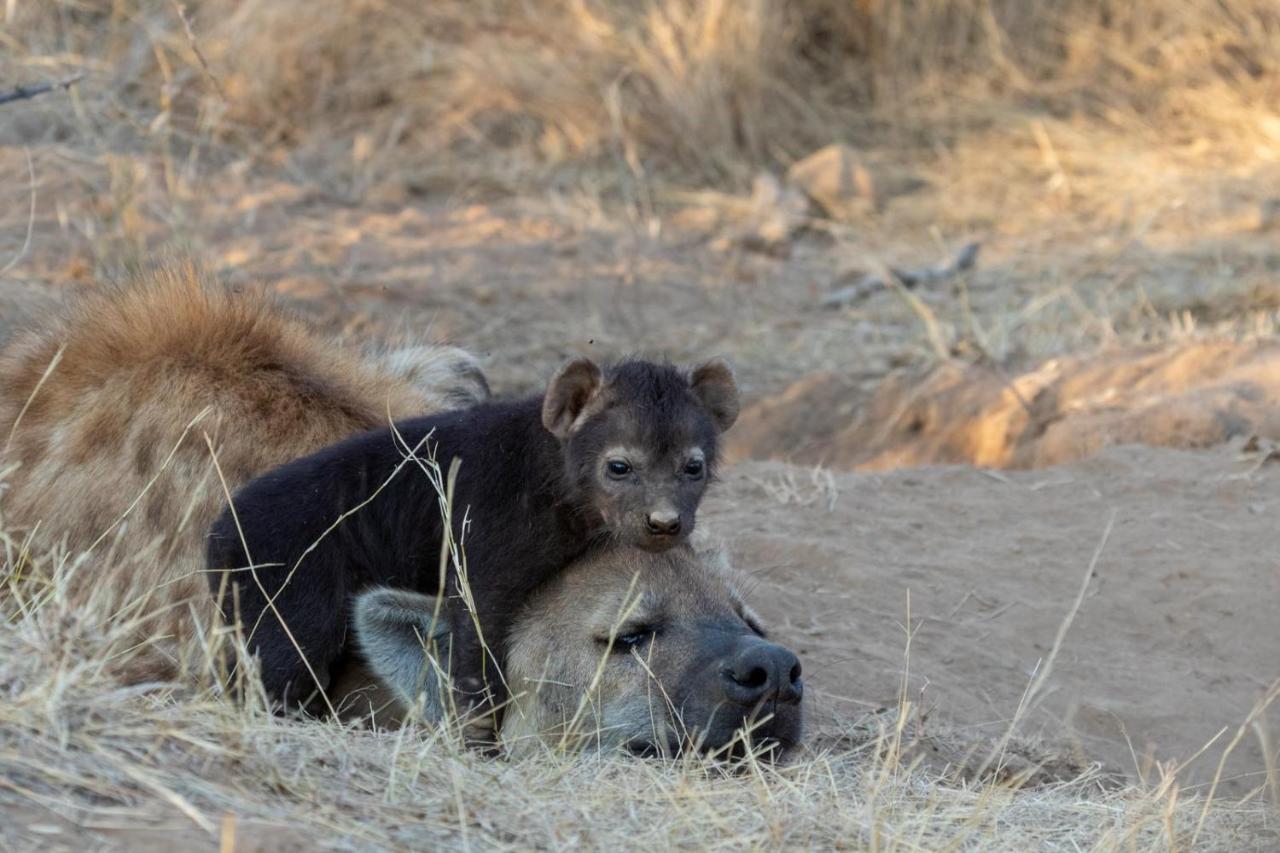 Sausage Tree Safari Camp Balule Doğa Koruma Alanı Dış mekan fotoğraf