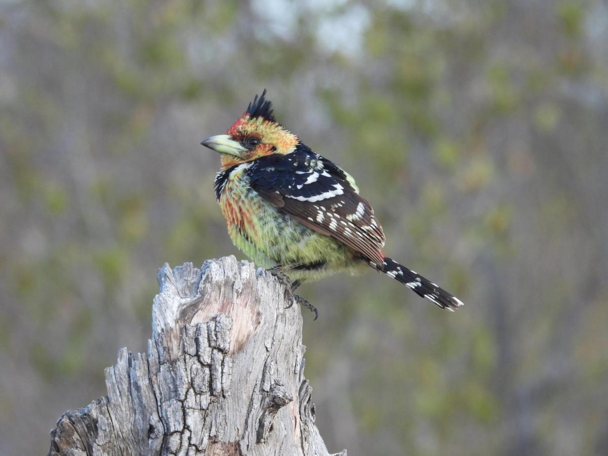 Sausage Tree Safari Camp Balule Doğa Koruma Alanı Dış mekan fotoğraf