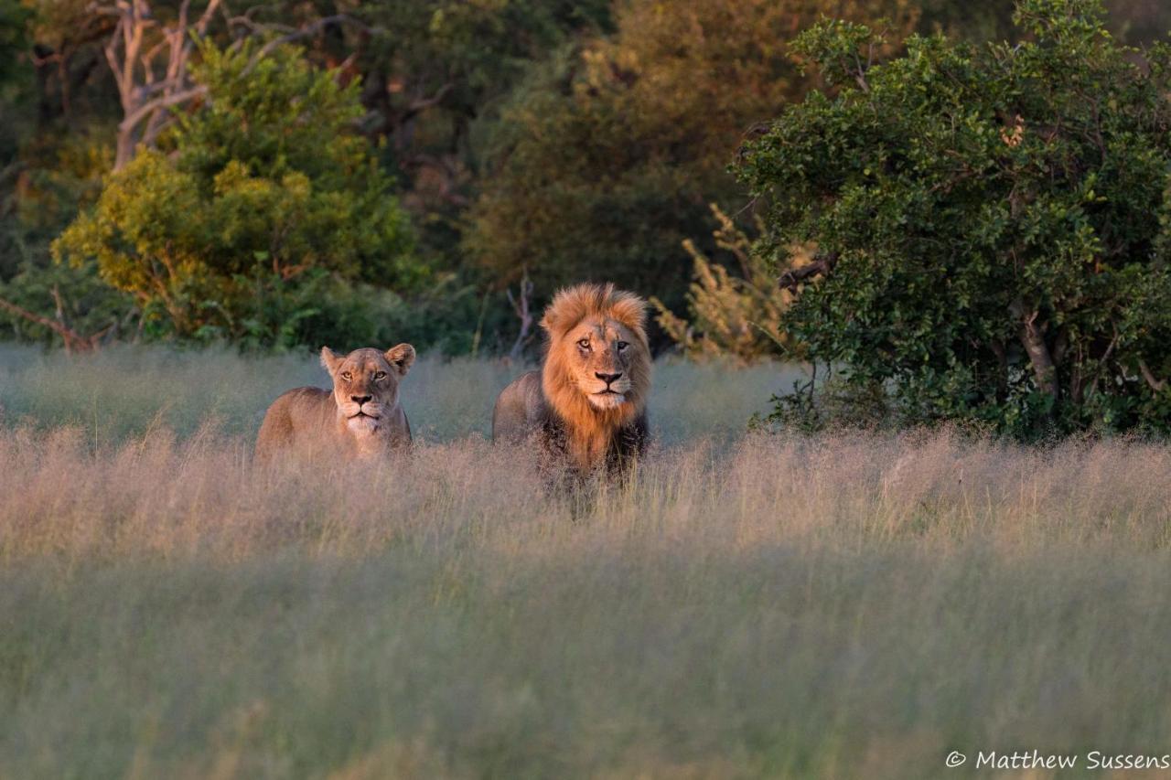 Sausage Tree Safari Camp Balule Doğa Koruma Alanı Dış mekan fotoğraf
