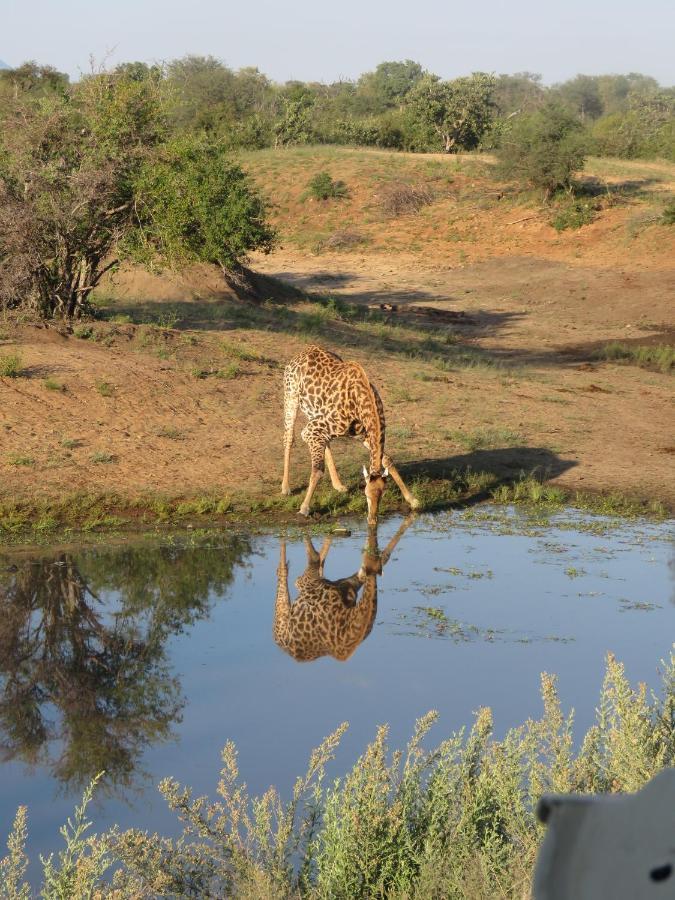 Sausage Tree Safari Camp Balule Doğa Koruma Alanı Dış mekan fotoğraf