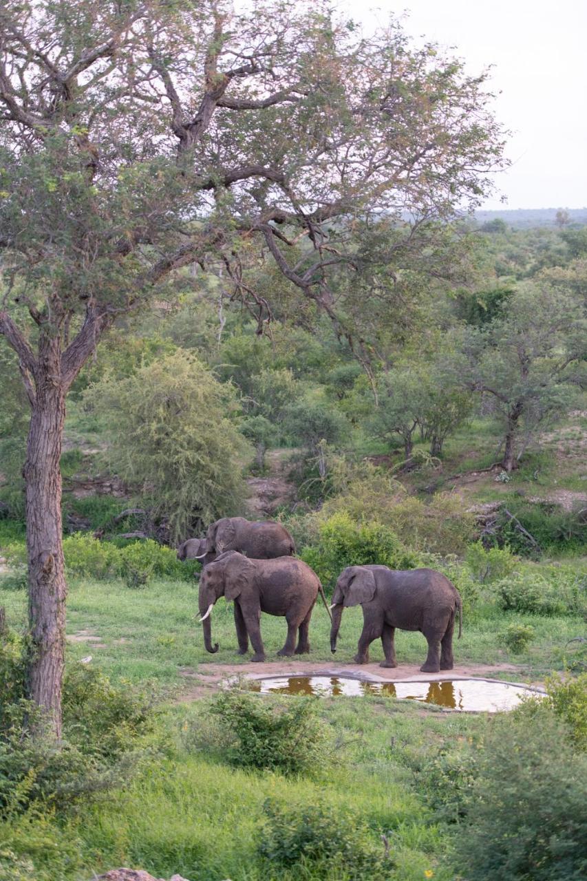 Sausage Tree Safari Camp Balule Doğa Koruma Alanı Dış mekan fotoğraf